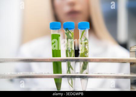 Laboratory technician analyzing green plant samples contained in three test tubes at a research workstation. Stock Photo
