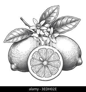 A beautiful hand-drawn engraving of fresh lemons, slices, and blooming citrus blossoms. Ideal for premium organic beverage branding, natural cosmetic Stock Vector