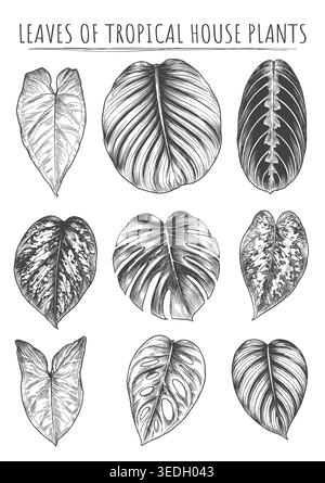 An elegant collection of tropical house plant leaves, including Calathea, Syngonium, and Monstera, crafted in a classic line art style. Perfectly suit Stock Vector