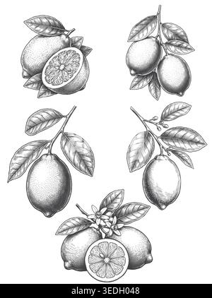 A comprehensive collection of hand-drawn vintage engraved lemon fruits, slices, branches, and blossoms. Perfect for organic food packaging, lemonade b Stock Vector