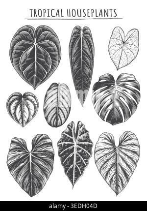 Vintage Engraved Tropical Foliage Collection Featuring Rare Exotic Houseplant Leaves for Botanical Branding Stock Vector