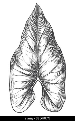 A classic hand-drawn engraving of an arrowhead-shaped Syngonium leaf. A beautiful graphic asset for indoor gardening branding, botanical product packa Stock Vector
