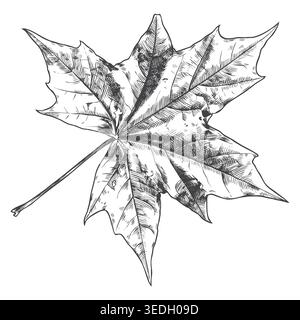 A classic hand-drawn engraving of a fallen autumn maple leaf with intricate veins. Excellent for seasonal event branding, rustic Thanksgiving packagin Stock Vector