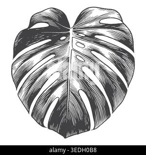 A meticulous line art engraving of an exotic Monstera deliciosa leaf with natural splits. Perfect for tropical resort branding, summer apparel merchan Stock Vector