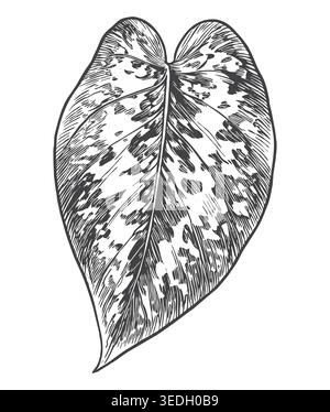 A classic hand-drawn engraving of a speckled, arrowhead-shaped variegated leaf. An excellent graphic asset for natural therapy labels, organic beauty Stock Vector