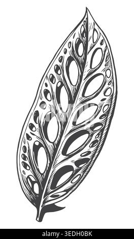 An elegant vintage engraving of an elongated Monstera adansonii leaf with characteristic holes. Ideal for tropical botanical logos, eco-friendly decor Stock Vector