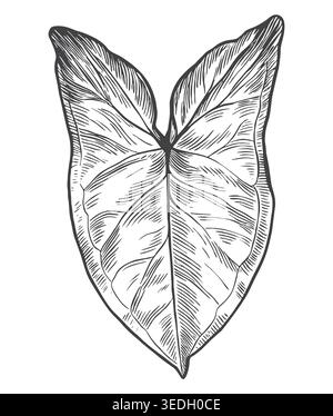 An elegant vintage engraving of an arrowhead-shaped Syngonium leaf. A beautiful graphic asset for indoor gardening branding, botanical product packagi Stock Vector
