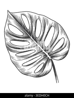 A meticulously detailed engraving of an angled, split Monstera leaf. Excellent for summer resort branding, eco-friendly beauty packaging, and elegant Stock Vector