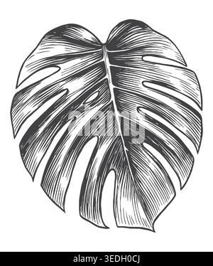 A highly detailed vintage engraving of a classic split Monstera deliciosa leaf. Ideal for premium botanical logos, summer resort merchandise, and orga Stock Vector