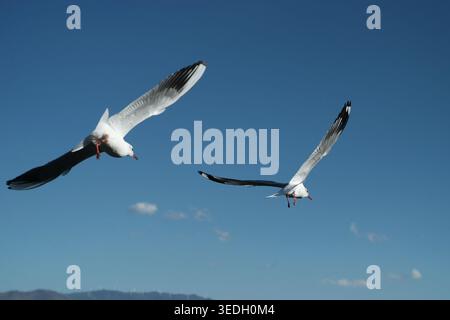 Two seagulls flying side by side against a clear blue sky Stock Photo