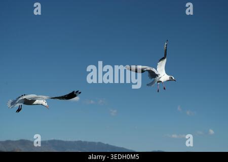 Two seagulls flying side by side against a clear blue sky Stock Photo