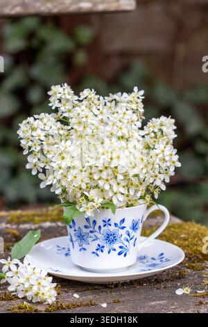 bouquet of bird cherry blossoms in a porcelain cup Stock Photo