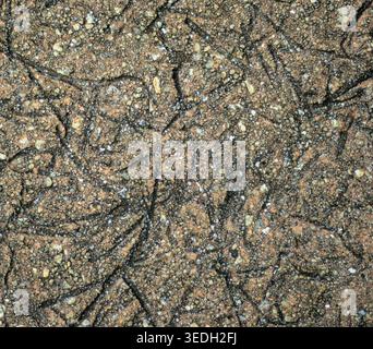 Cracked asphalt surface shows wear and age Stock Photo
