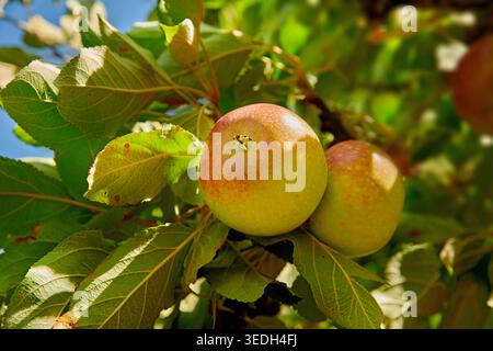 Agriculture, farm or apples on branch for growth, produce development or natural cultivation process. Farming, fruit production or orchard with unripe Stock Photo