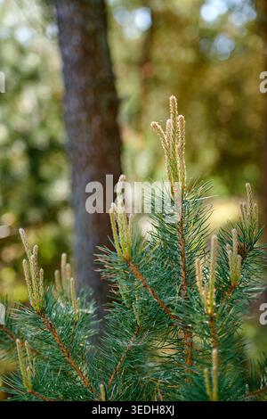 Forest, flowers and plants with growth in nature for ecology, botanical wildflowers and woodland. Bokeh, outdoor or rainforest with pine tree for Stock Photo