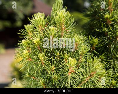 Young light green shoots on a dwarf Alberta spruce. Picea glauca Conica coniferous tree branch with fresh needles growing in a sunny garden Stock Photo