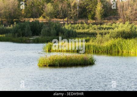 Quiet lake with small islands of green typha and sedge plants. Beautiful natural landscape with calm water ripples and lush forest on the shore Stock Photo