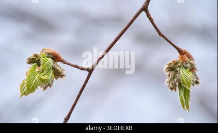 Macro shot of Japanese beech (Fagus crenata) buds bursting into fresh young leaves in spring, Hokkaido, Japan Stock Photo