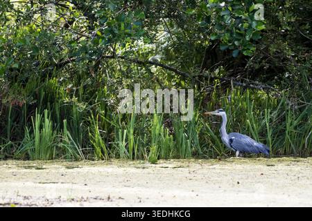Grey heron, Ardea cinerea at Morton Lochs in the Tentsmuir National Nature Reserve, Fife, Scotland. Stock Photo