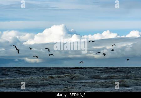 Seagulls flying over rough Baltic Sea in Latvia Stock Photo
