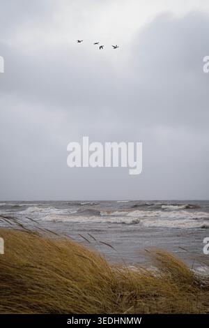 Seagulls flying over stormy Baltic Sea coast at Saulkrasti, Latvia Stock Photo