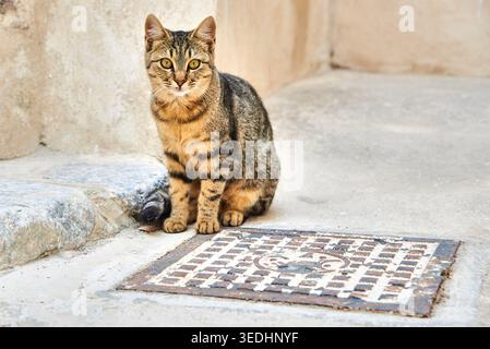 Tabby cat sitting on a concrete floor next to a metal manhole cover in an alley, Rhodes Town, Rhodes, Dodecanese, Greece, Europe Stock Photo