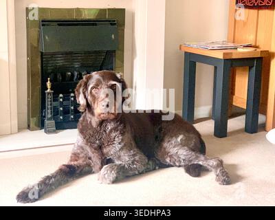 Relaxed brown dog resting by the fireplace in ca cozy living room in Northampton England Stock Photo