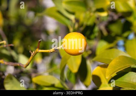 Bunches of fresh yellow ripe lemons on lemon tree branches in garden Stock Photo