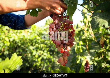 grapes in the vineyard, Vineyard and cafe, vineyard, Bouquet of green and red grapes, Shine muscat, Bunch of grapes that are near ripe in the vineyard Stock Photo