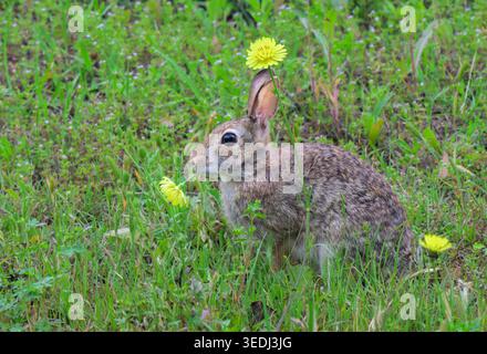 Young Eastern cottontail rabbit (Sylvilagus floridanus) eating flowers of Texas false dandelion (Pyrrhopappus pauciflorus) in a meadow, Austin, Texas Stock Photo