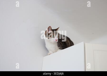 Curious domestic cat balancing on top of white wardrobe, looking down from height in cozy home interior, funny pet behavior captured indoors. Stock Photo