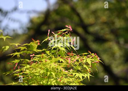 close up red Samaras of green Acer palmatum in sunny day Stock Photo