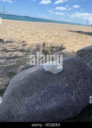 A single white seashell placed on top of a large grey stone on a sandy beach. Stock Photo