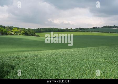 green rolling farmland with mature cereal crops, Stock Photo