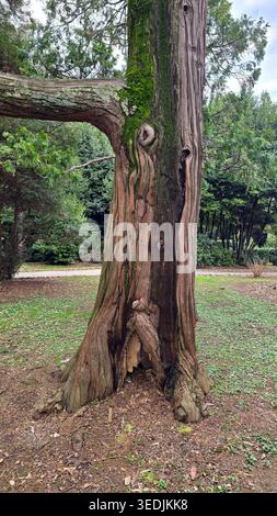 A detailed vertical shot of a mature conifer trunk featuring deep ridges, knots, and a hollow at the base. Vibrant green moss grows along the bark Stock Photo