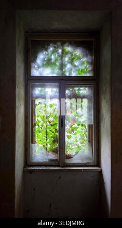 A dark room perspective looking out through shattered glass panes of an old wooden window. Bright green leaves from climbing plants press against Stock Photo