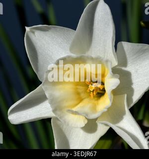 Daffodil flower head in close-up Stock Photo
