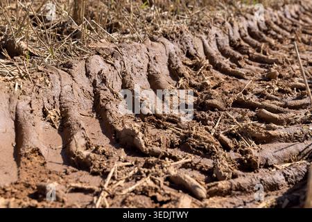 Clay tracks from wheels on the arable land, long tracks on the field are imprinted in the viscous soil between rows of mown wheat stubble. Stock Photo