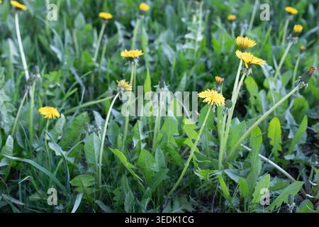 Bright yellow dandelions growing among lush green grass in a field. Natural spring landscape featuring wild flowers and fresh vegetation in soft dayli Stock Photo