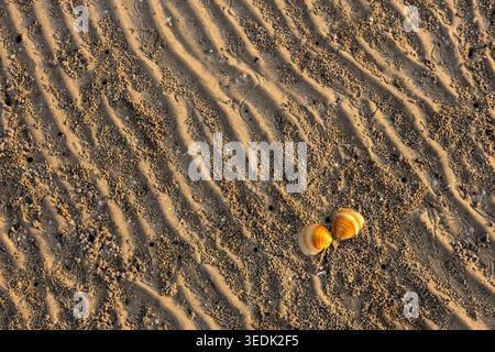Macro calm sand beach texture showing tiny yellow shell resting on natural ripple surface near sea in coastal province of Thailand creating peaceful a Stock Photo