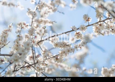 Bright cherry branches in sunlight. Open composition shows clustered blooms and pastelblue sky, textural contrast between bark and petals, crisp midda Stock Photo