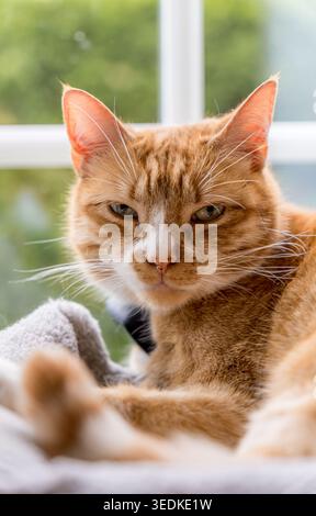 Orange cat resting by a window looking forward Stock Photo