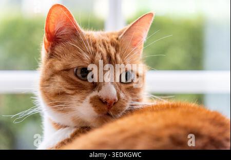 Orange tabby cat looking back with curious eyes Stock Photo