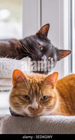 Two domestic cats resting on cat tree looking out Stock Photo