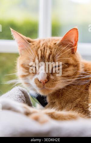 Orange cat sleeping peacefully in a comfortable bed Stock Photo