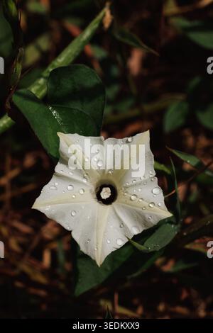 Hewittia malabarica white funnel flower - five-lobed corolla, deep dark center, fine dew droplets, dark moody background with green leaves Stock Photo