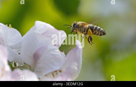 Close-up of a flying heavily loaded honey bee (Apis mellifera) at a white apple tree blossom Stock Photo