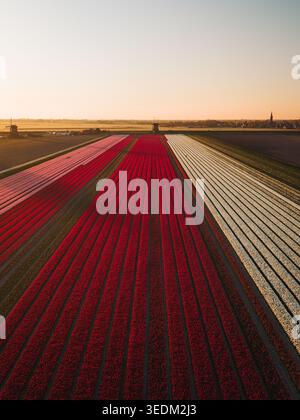 Aerial view of vibrant red, pink, and white tulip fields stretching towards historic windmills under a soft golden sky in Schermerhorn, North Holland, Stock Photo