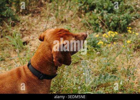 Hungarian Vizsla side profile portrait in wild grass under warm natural sunlight outdoors. Elegant purebred dog, attentive expression, and active Stock Photo