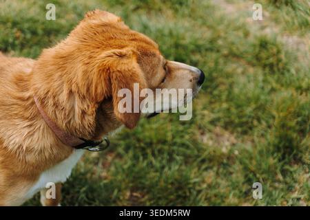 Ginger mixed breed puppy side profile portrait on green grass outdoors in soft natural light. Young dog expression, pet lifestyle, and domestic Stock Photo
